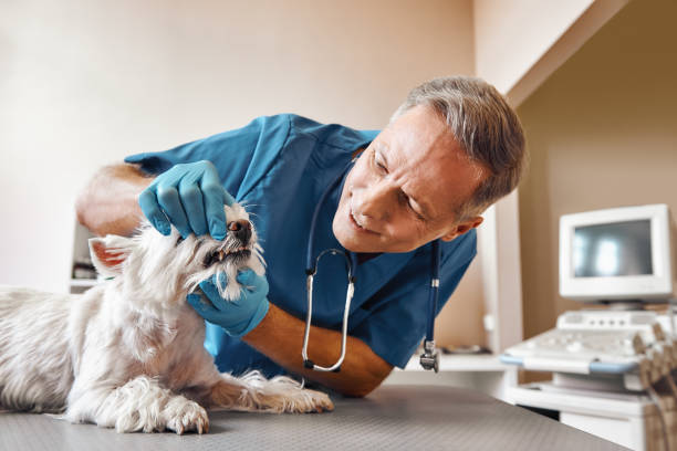Best Same-Day Emergency Dental Services in Adrian, MI